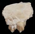 Oreodont (Merycoidodon) Jaw Section - South Dakota #10531-1